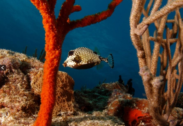  Espèces du fond de la mer 